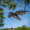 KADAX Corvo Grande Repellente Per Balcone Uccelli Piccioni Storni Per Uccelli In Volo 56cm