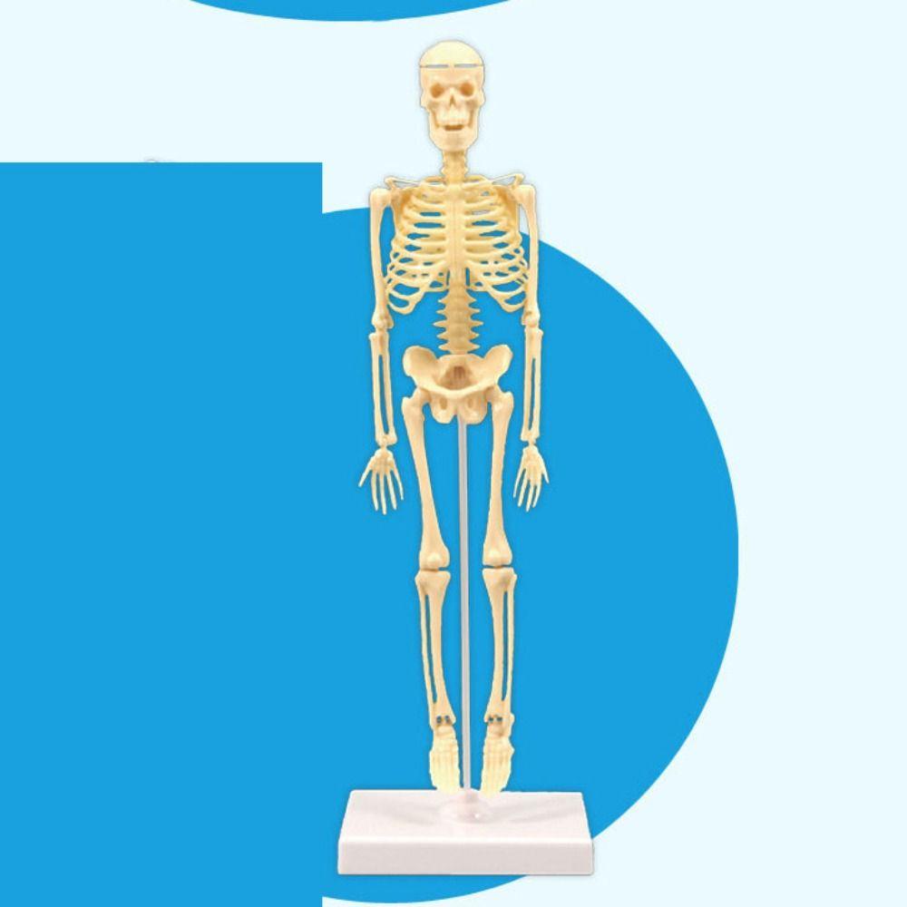 Skeletal Joints Of Human Organ Model DIY Human Body Model Teaching Bone Model  Teaching Tools