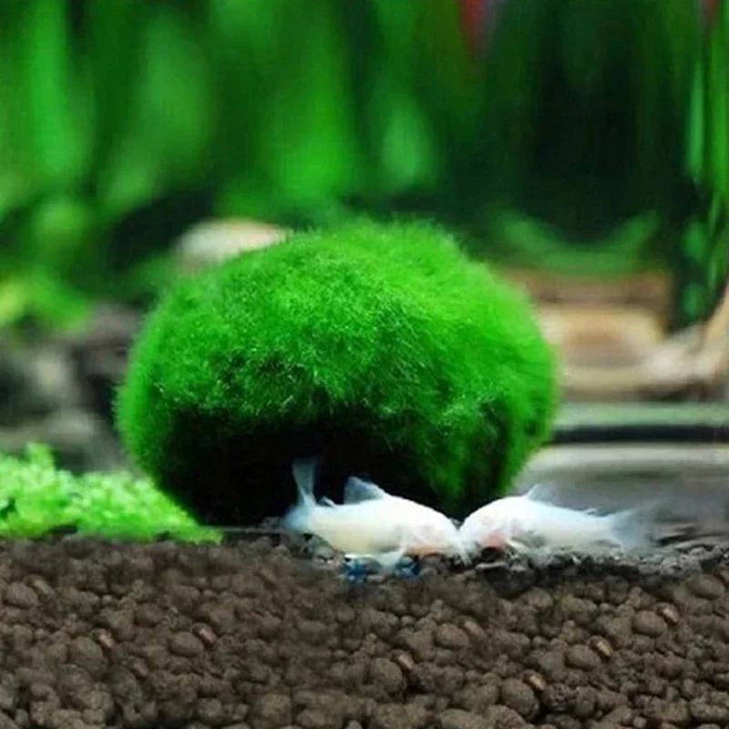Live Aquarium Plant Algae Fish Shrimp Tank Ornament Simulation Green Algae Balls Artificial Plant Amagi