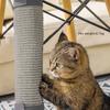 1pc-Cat Scratch Pad Natural Sisal Cat Scratch Pad Sofa Cover Indoor Table Leg Grinding Claw Sofa Carpet Chair Protection