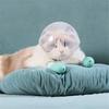 1 Set Kattenmuilkorf Huisdier Verzorging Cover Accessoire Kat Anti-Bijt Anti-Likken Ruimtekap Ademend Helm met 4 Siliconen Pootjes Schoenen