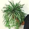 1ks Umělá rostlina Chlorophytum Květinové aranžmá Dekorace na zeď