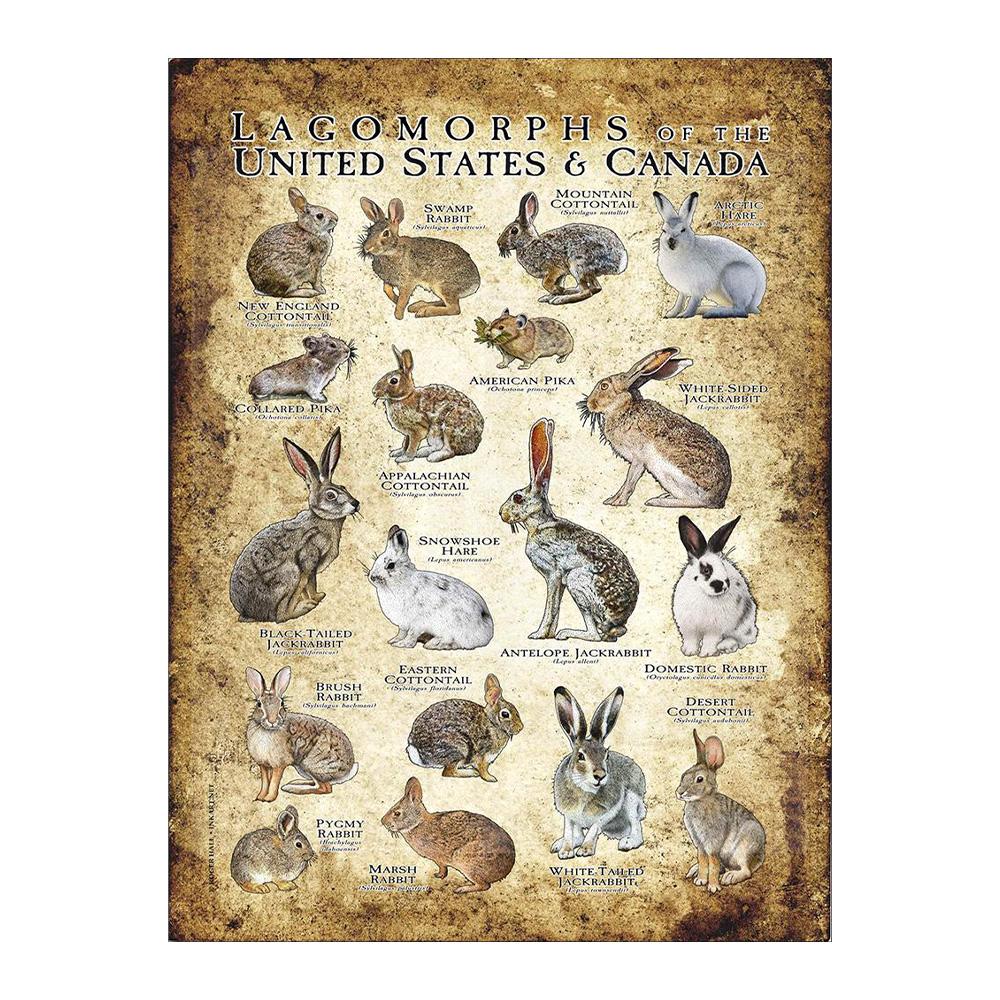 Abstrakt HD-tryck Fjäril Groda Fåglar Haj Marina Djur Collage Poster Canvas Målning Vintage Väggkonst För Barn Sovrum Heminredning