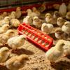 Poultry Feeder Trough Anti-waste Chicken Birds Waterer Feeding Bucket Chicken Water And Food Dispenser Bowl