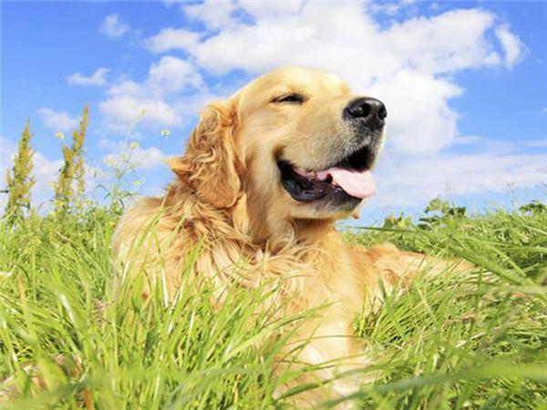 5d Diy Diamond Painting Labrador Dog Room Decor Diamond Embroidery Animal Natural Scenery Mosaic Crystal Picture