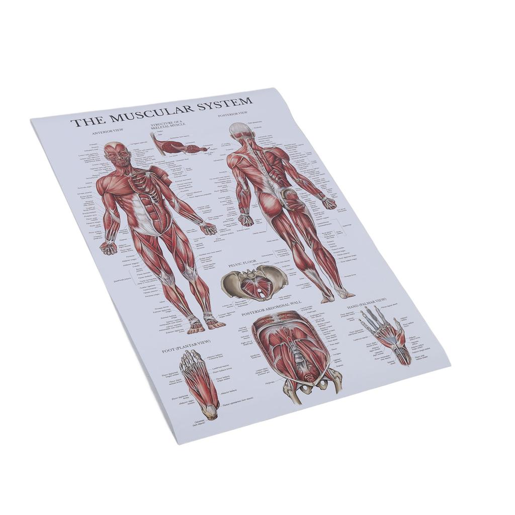 Pôster de anatomia muscular, gráfico colorido de músculos humanos para salas de aula, clínicas, academias, casa