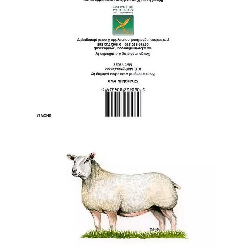 Kevin Milner Venkov Charolais Ewe Blahopřání Card