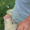 High Carbon Steel Fishing Hook Sharp Barbled Automatic Flip 12Pcs/Pack Fishhook For Carp Fishing Accessories