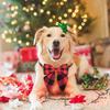 Soft Christmas Lattice Bow Dog Collar Adjustable Dog Drool Bibs Pet Dog Bow Tie  For All Seasons