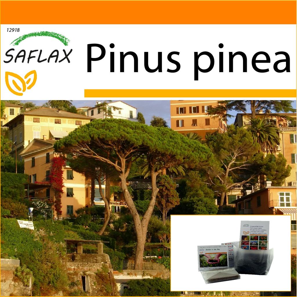 SAFLAX Garden in the Bag - Stone Pine - 6 σπόροι - Με υπόστρωμα σε εφαρμοστή τσάντα stand up - Pinus pinea