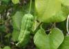 SAFLAX Dutchman's Pipe - 80 Seeds - Aristolochia Littoralis
