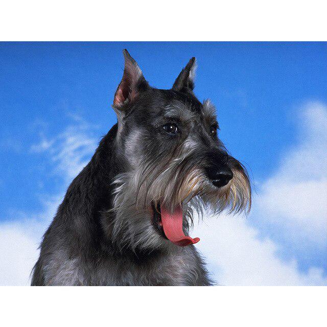 DIY 5D diamantová malba pes Křížkový steh Diamantové vyšívání Prodej Zvířecí mozaika Kamínky Obrázky