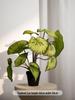 Artificial Green Plants for Indoor Decor – Potted Ornaments for Living Room or Coffee Table