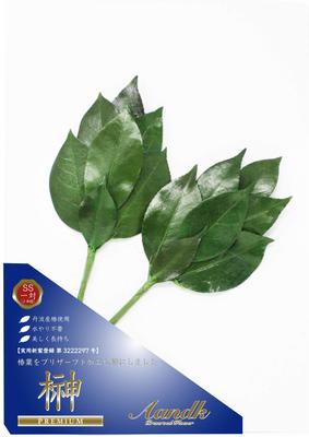 A&K Premium Preserved Sakaki Tree [SS Size  1 Pair  Approx. 23cm Tall X 10cm Wide] Made with Premium Tanba Camellia Leaves, Miniature Artificial