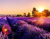 RUOPOTY Painting By Number Lavender Landscape Handpainted Unique Gift Picture Coloring By Numbers Balloon Children's Room Decor