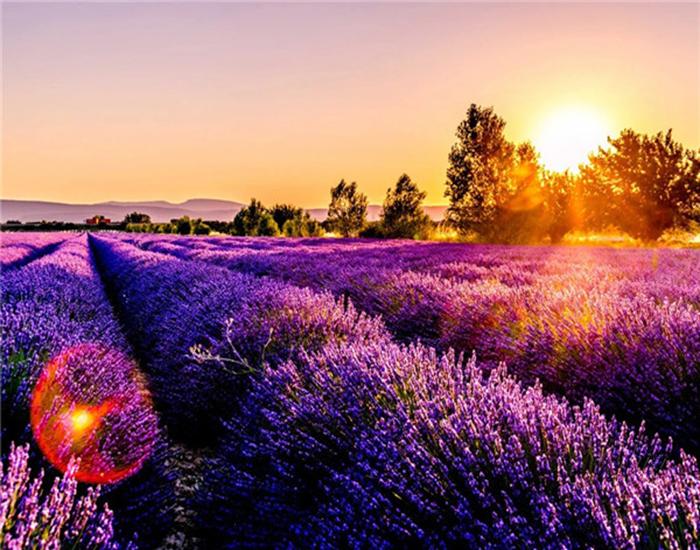 RUOPOTY Painting By Number Lavender Landscape Handpainted Unique Gift Picture Coloring By Numbers Balloon Children's Room Decor
