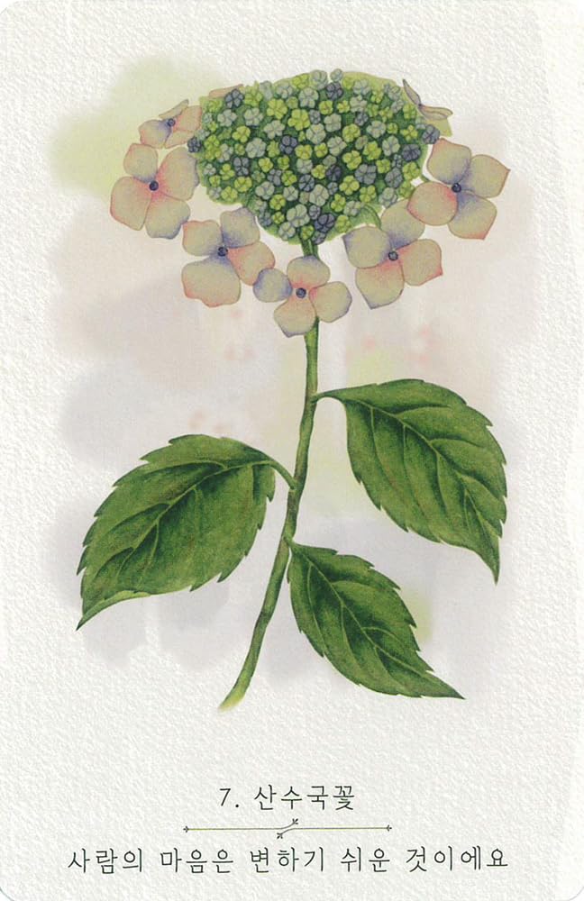 Wildflower Oracle Cards (New Edition) | PRIME MUSE | 60 Cards with Downloadable Japanese Instruction Manual [Authentic]