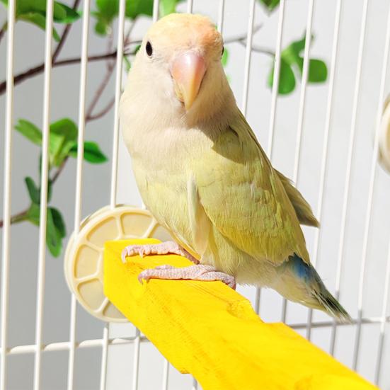 Ptačí bidýlko ve tvaru sýra, stojan na papoušky, dřevěný andulka, žvýkací bidýlko, broušení tlapek