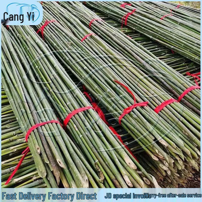 Bamboo Poles for Garden Support