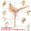 Sketch Doll 30-Jointed Posing Male and Female Models with Base for Cartoon Art Expression Muscle Sketch Model Figure Painting Practice Art Education P