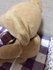 [USED] Merrythought Teddy Bear