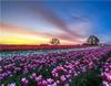 RUOPOTY Digital Painting Flower Sea Hand-Painted Wall Art Painting Unique Gifts On Canvas Sunset Pictures Home Decoration