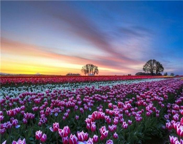 RUOPOTY Digital Painting Flower Sea Hand-Painted Wall Art Painting Unique Gifts On Canvas Sunset Pictures Home Decoration
