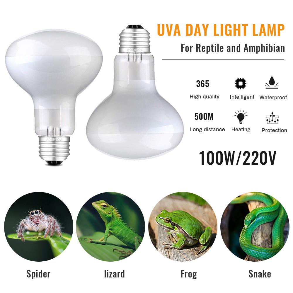 lizard bulb