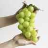 Виноград 'Шин Мускат' 'Саншайн Роуз' Декоративні елементи для магазину або виставкового залу