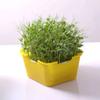 Horticultural Tool Sprouts Growing Tray Convenient Sprout Planting Helper Sprouting Tray Multi Functional Reusable