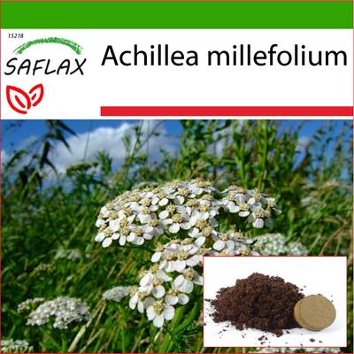 Common Yarrow - 200 Seeds - With Potting Substrate for Better Cultivation - Achillea Millefolium