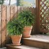 Artificial Pine Needle & Cypress Leaf Decoration for Outdoor Garden or Flower Arrangement