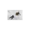 Kotobukiya Hexagear Parapawn Enclosure 1/24 Scale Plastic Model Approximately 88mm Tall