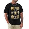 Ernst Haeckel Echinidea Sea Urchin Tshirt Regular Fit Plain Tee Shirt