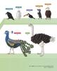 Crochet Miniature Bird Encyclopedia (applemints)