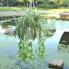 *Artificial Silk Fake Chlorophytum Orchid Spider Plant Grass Home,Garden Decor *