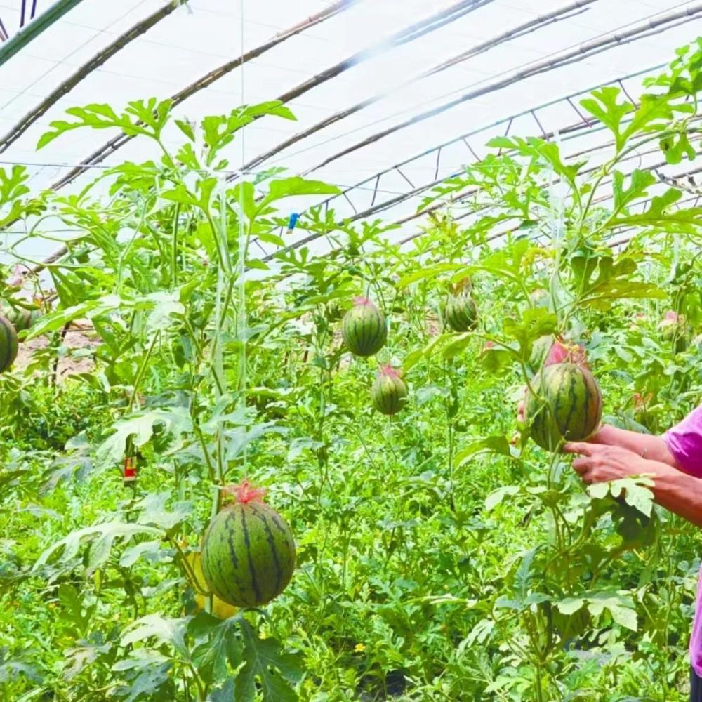 With Straps Hanging Watermelon Mesh Bag Reusable Garden Netting  For Garden Planting
