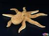 Cute Octopus Plush Toy Realistic Marine Mollusk Funny Simulated Squid Plush Toy Kid Girl Birthday Gift
