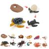 Adorable Montessori Simulation Solid Turtle Chick Frog Animal Growth Cycle Teaching Aids For Engaging Learning And Decorative Displays