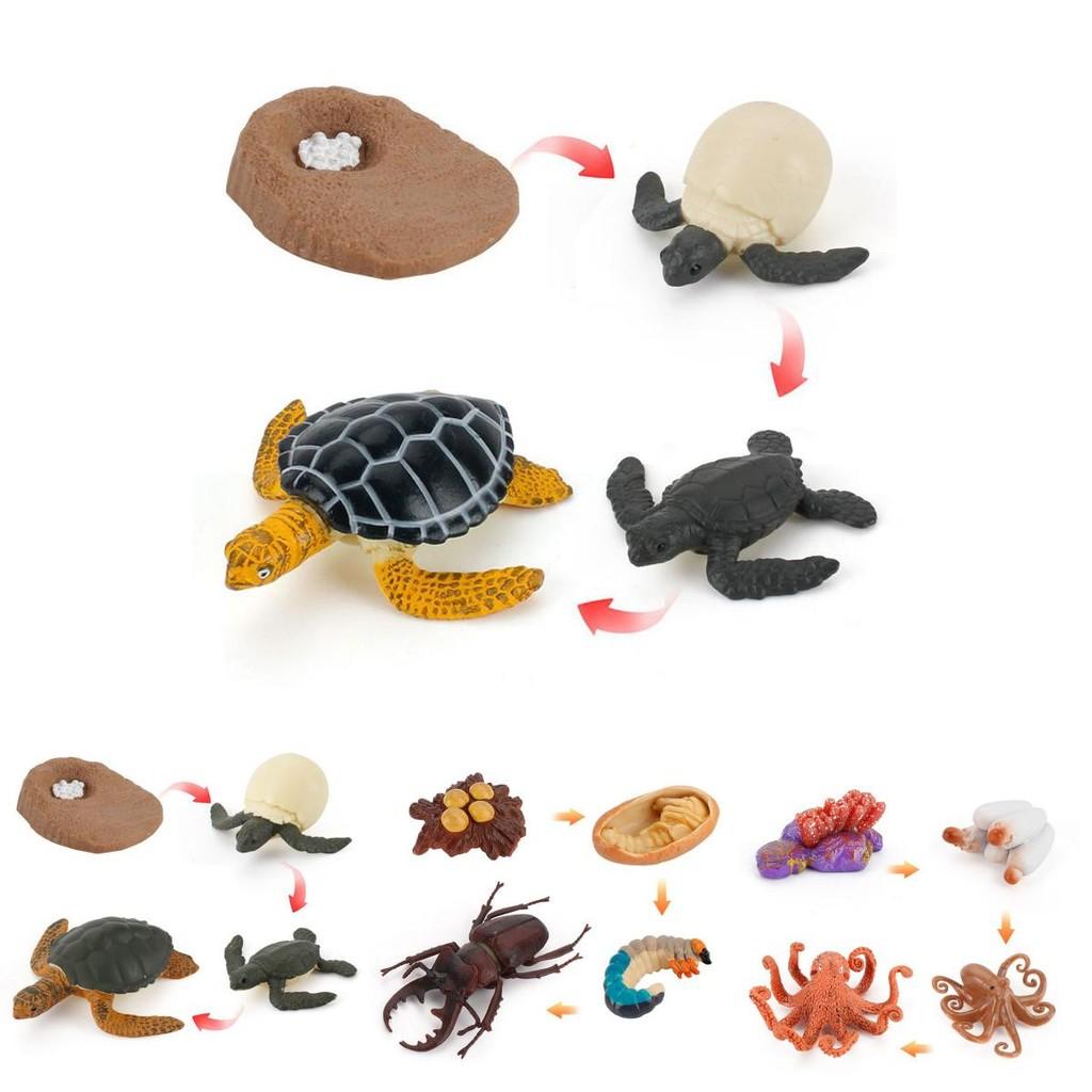 Adorable Montessori Simulation Solid Turtle Chick Frog Animal Growth Cycle Teaching Aids For Engaging Learning And Decorative Displays