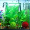2025 Artificial Aquatic Plastic Plants Aquarium Grass Ball Fish Ornament Aquarium Ornamental Chlorella Prospects Grass For Decor