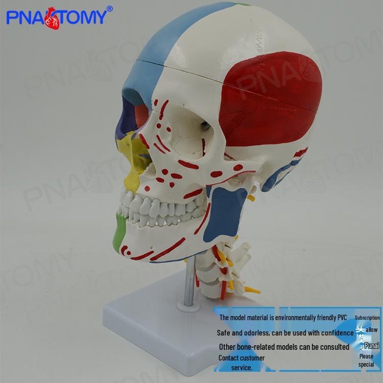 Life-Size Human Skull Model with Detachable Cervical Vertebrae and Nerves 41.5 x 29.5 x 32.5 cm