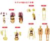 YoXinKau Human Anatomy Model Toy for Kids: Human Anatomy Model with Removable Organs, Anatomy Model Set, Educational Toy for Kids, Assembly and Disass