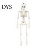 Detailed Skull And Bone Structures Realistic Halloween Skeleton Figure, 40cm Posable Joints Hanging Decoration, Weather Resistant Ornaments
