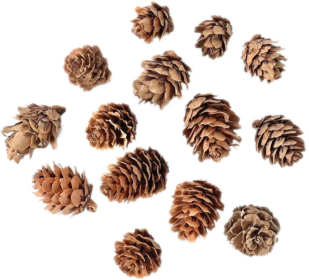 Natural Mini Decorative Pine Cones 25G