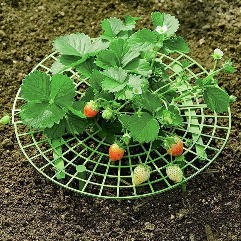 Strawberry Planting Tray Stand - Anti-Rot Fruit Support for Home Horticulture