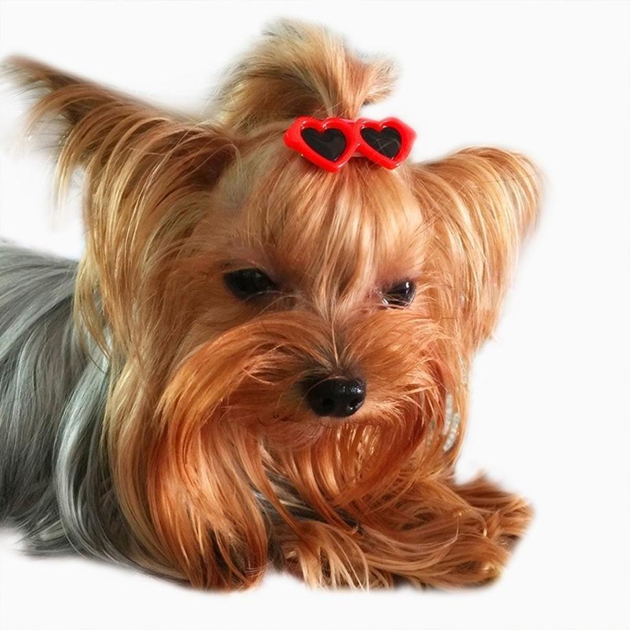 5 Pcs Cute Dog Sunglasses Shape Hairpin Dog Hair Grooming Clip Dog Hair Clips Barrette