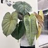 Pothos Leaf Artificial Taro Stem: Large Indoor Decoration for Landscaping and Film Sets