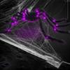 Halloween Spiders Decoration Simulation Glow Plush Black Spider Hanging Web Spider Outdoor Bar Haunted House Prank Scary Set New