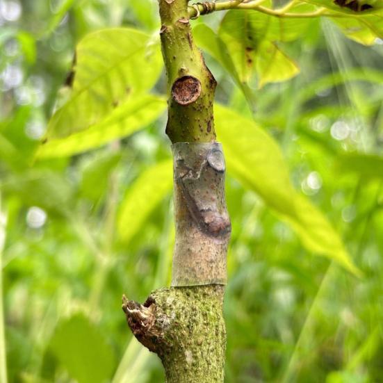 50Pcs Grafting Sleeves for Fruit Trees Soft Elastic Grafting Tubes Rapid Plant Bonding Graft Sleeves